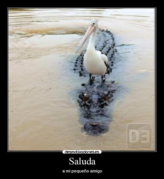 Saluda - a mi pequeño amigo