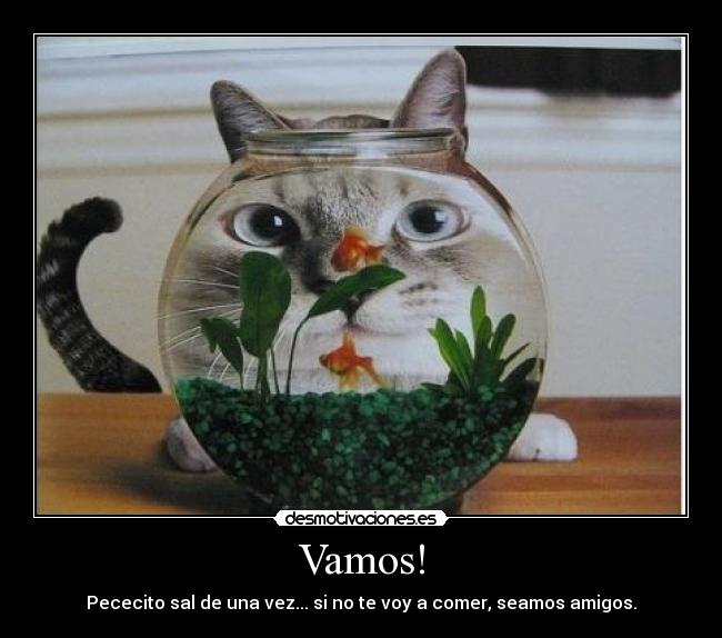 carteles gato desmotivaciones