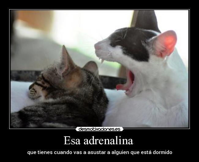 carteles nms producciones arantxa adrian desmotivaciones