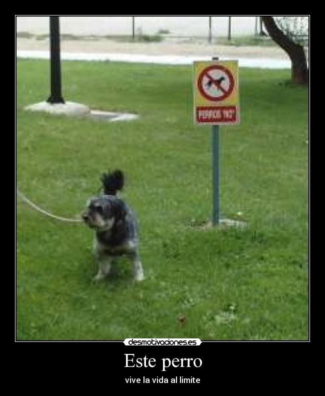 Este perro -