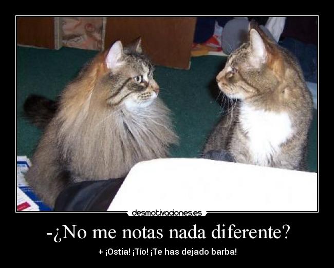 -¿No me notas nada diferente? - 