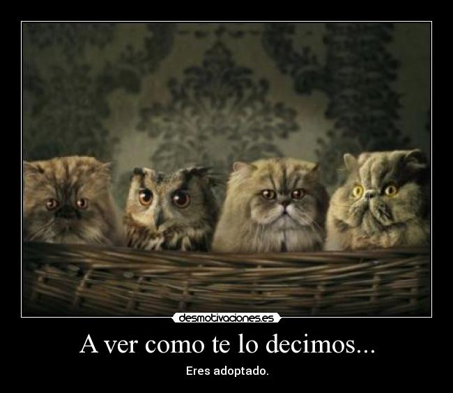 carteles adoptado desmotivaciones