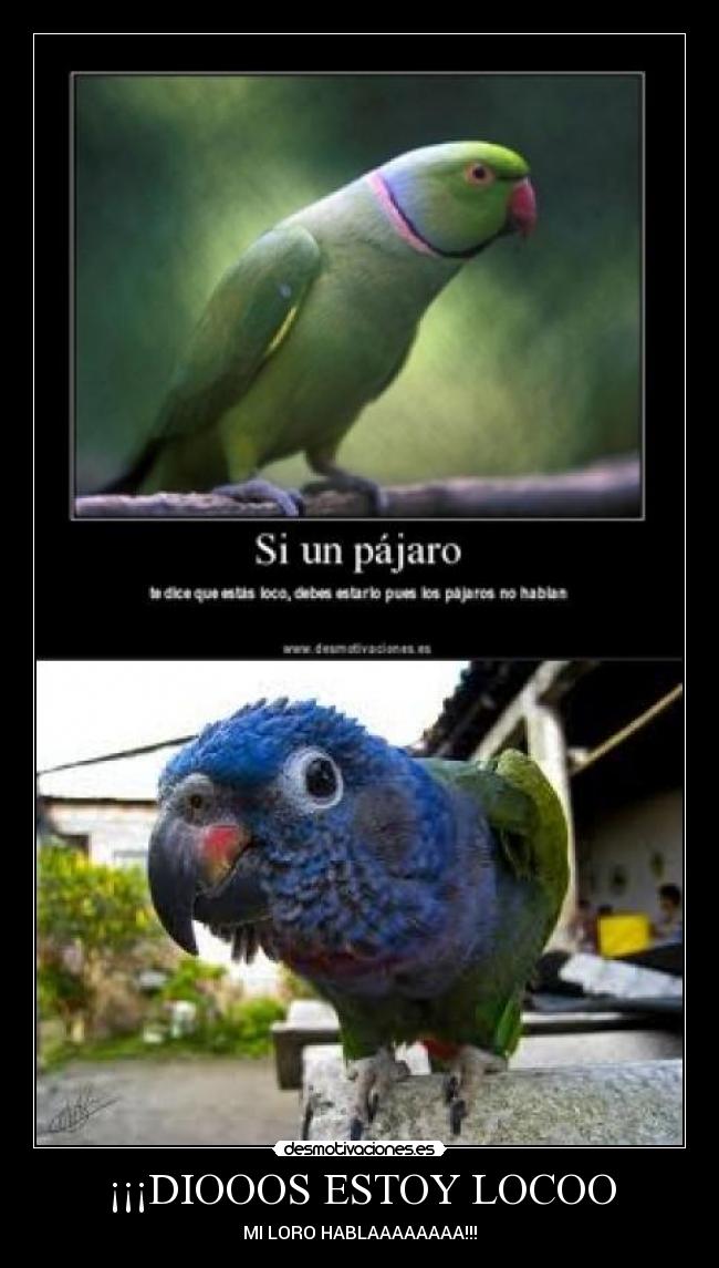 ¡¡¡DIOOOS ESTOY LOCOO - MI LORO HABLAAAAAAAA!!!