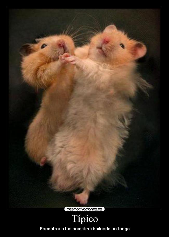 Típico - Encontrar a tus hamsters bailando un tango