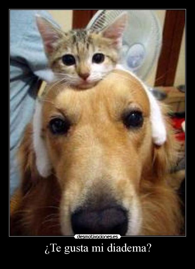 ¿Te gusta mi diadema? -