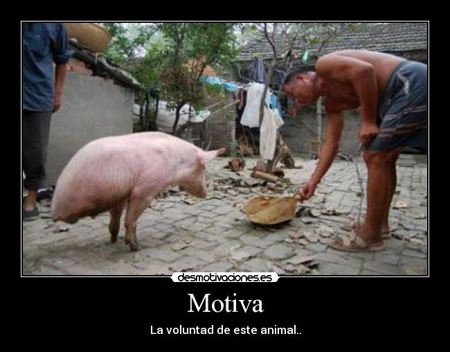 Motiva - La voluntad de este animal..