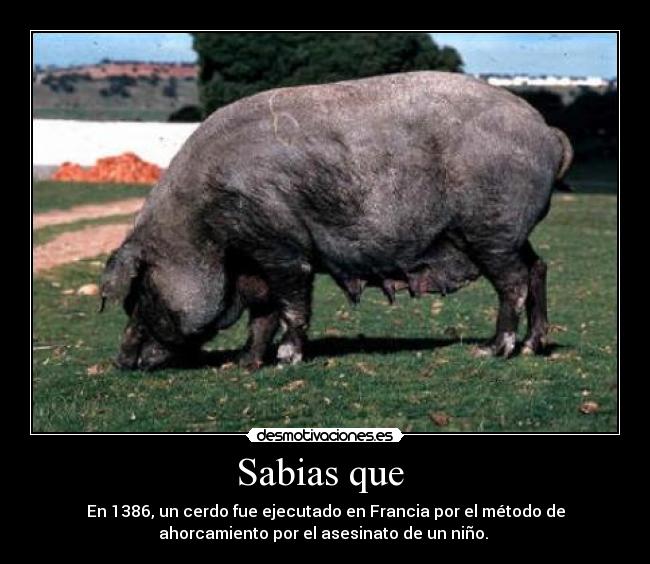 Sabias que  - En 1386, un cerdo fue ejecutado en Francia por el método de
ahorcamiento por el asesinato de un niño. 