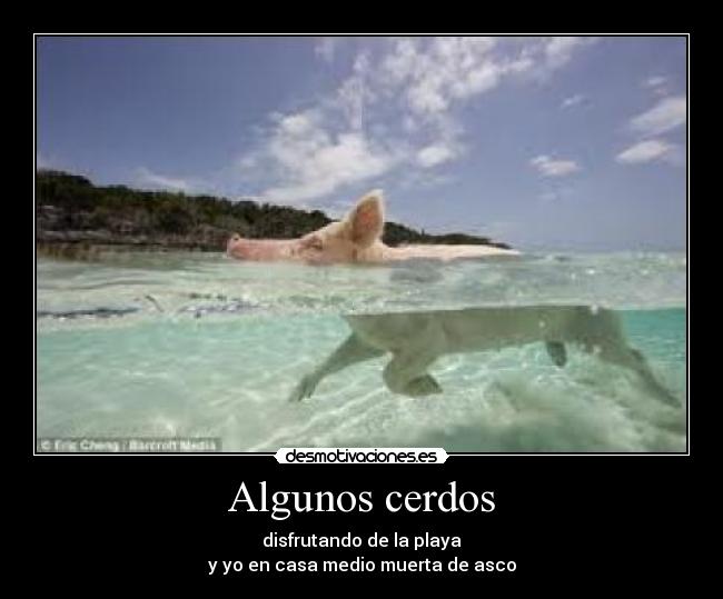 Algunos cerdos - 