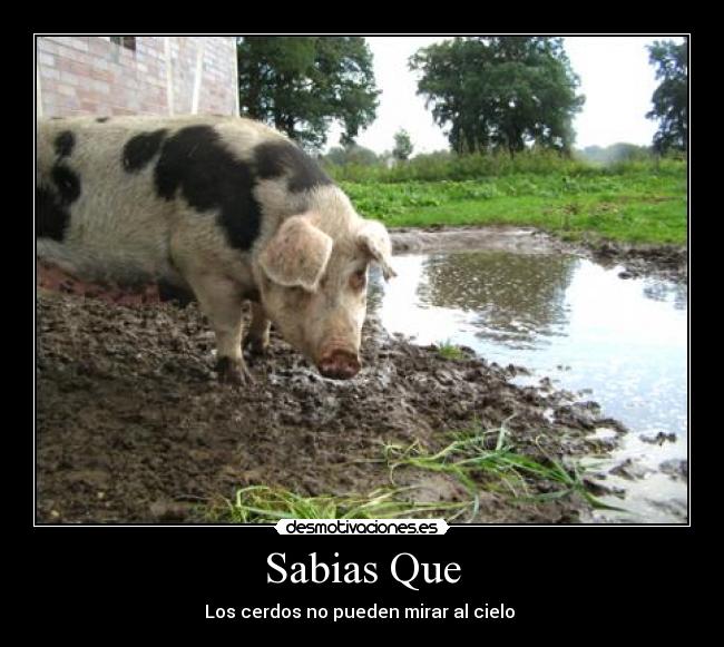 carteles rauliyo97 yoli mirihh desmotivaciones