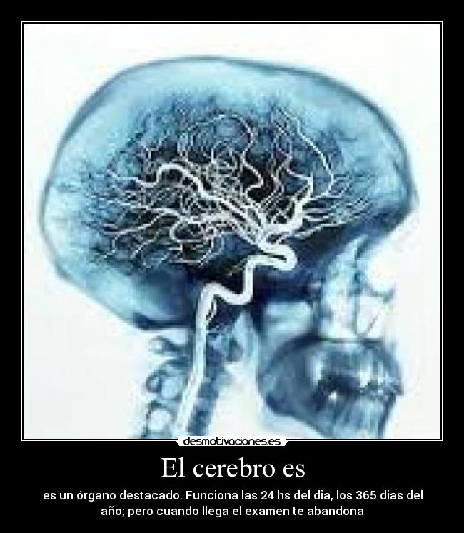 El cerebro es - 