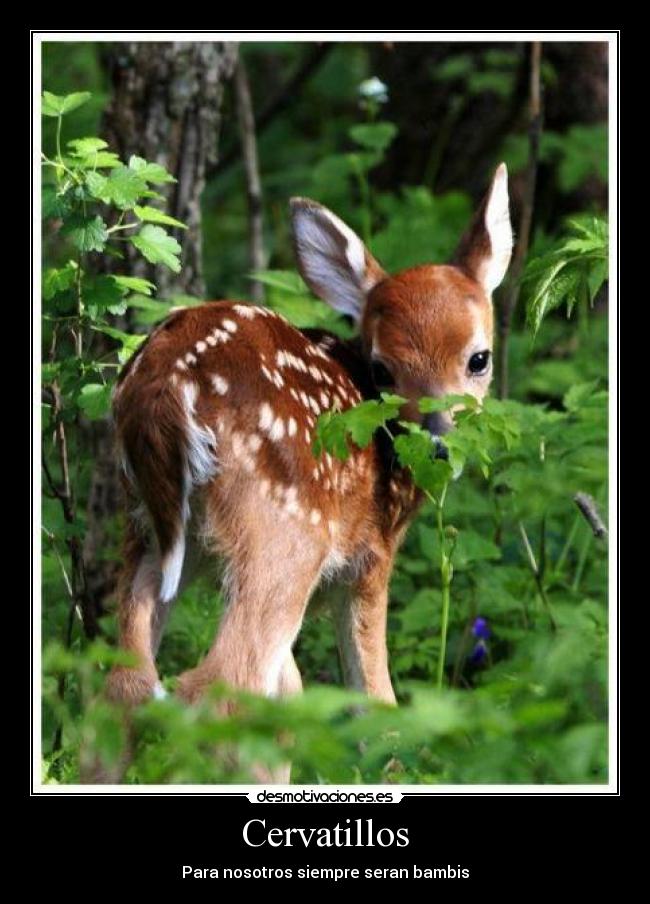 Cervatillos - 