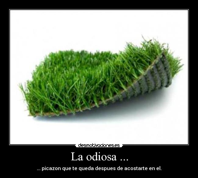 La odiosa ... - ... picazon que te queda despues de acostarte en el.