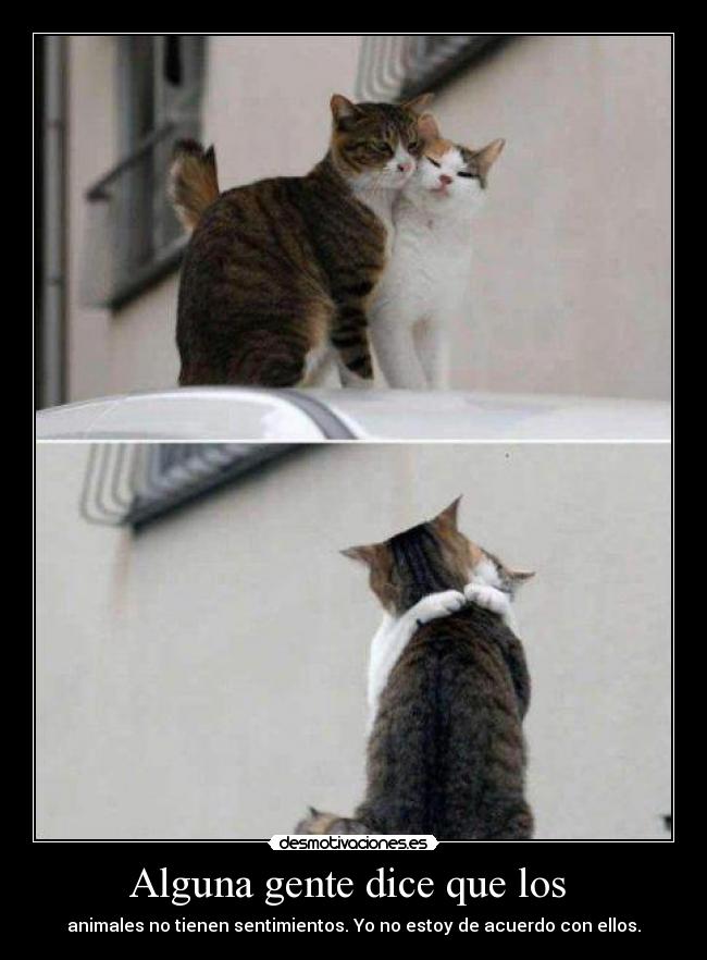Alguna gente dice que los - animales no tienen sentimientos. Yo no estoy de acuerdo con ellos.