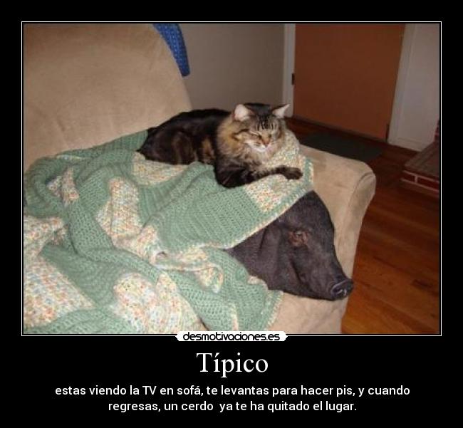 Típico - estas viendo la TV en sofá, te levantas para hacer pis, y cuando
regresas, un cerdo  ya te ha quitado el lugar.