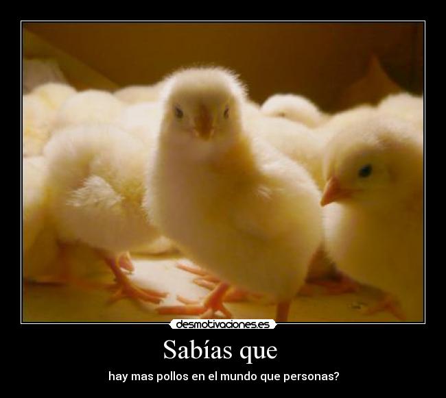 Sabías que - hay mas pollos en el mundo que personas?