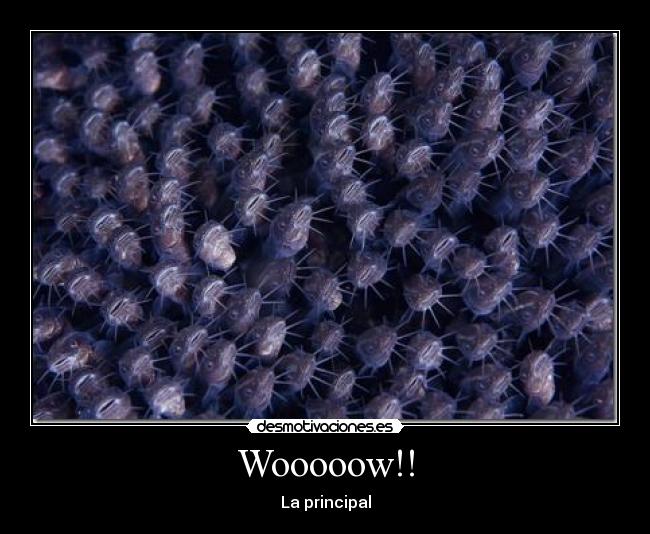 Wooooow!! - 