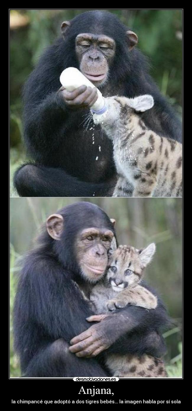 carteles anjana desmotivaciones