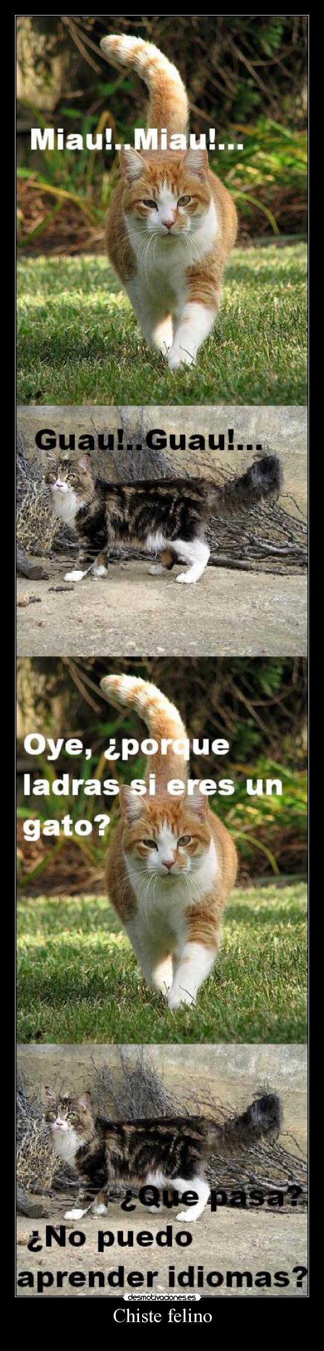 Chiste felino - 