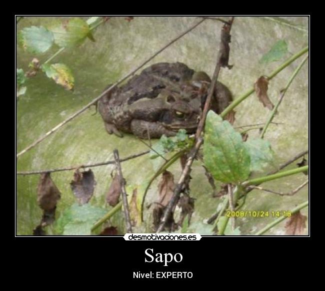 Sapo - 