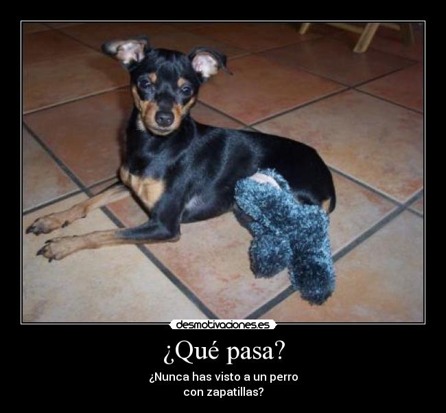 ¿Qué pasa? - ¿Nunca has visto a un perro
con zapatillas?
