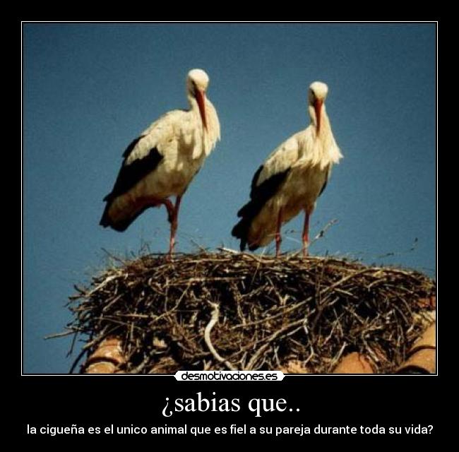 ¿sabias que.. - la cigueña es el unico animal que es fiel a su pareja durante toda su vida?