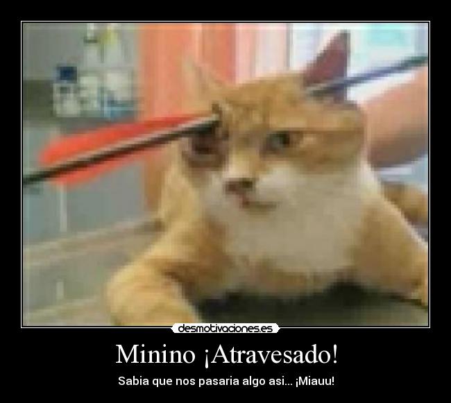 Minino ¡Atravesado! - 