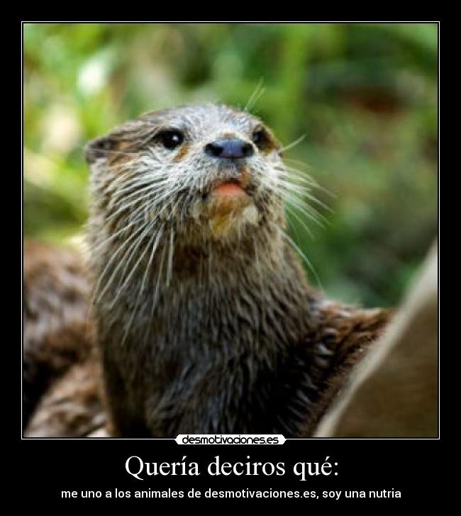 Quería deciros qué: - me uno a los animales de desmotivaciones.es, soy una nutria