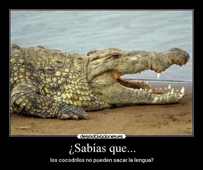 ¿Sabías que... - los cocodrilos no pueden sacar la lengua?