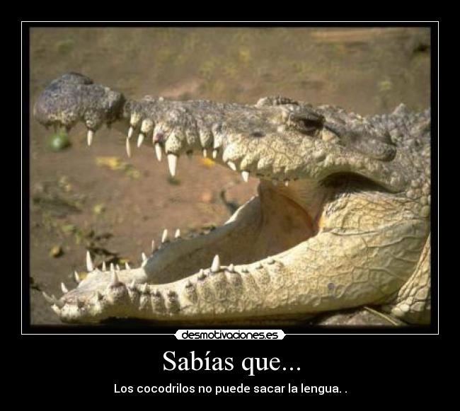 Sabías que... - Los cocodrilos no puede sacar la lengua. .