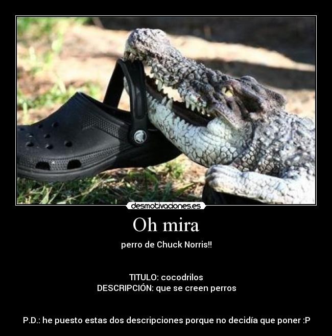 Oh mira - perro de Chuck Norris!!
TITULO: cocodrilos
DESCRIPCIÓN: que se creen perros
P.D.: he puesto estas dos descripciones porque no decidía que poner :P