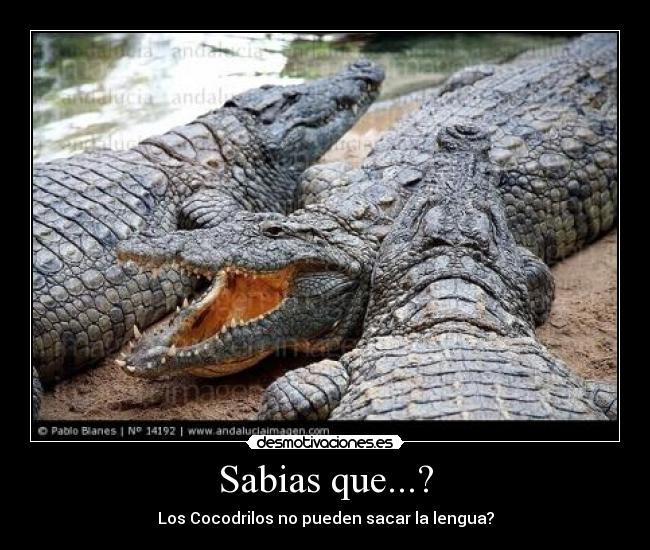 Sabias que...? -