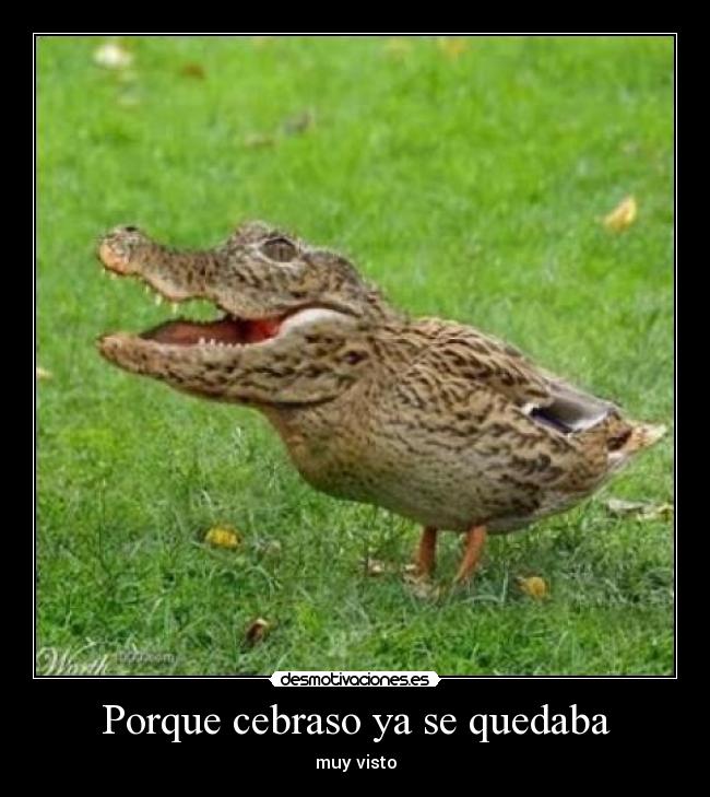 Porque cebraso ya se quedaba - muy visto