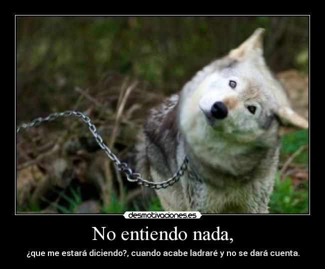 No entiendo nada, - 