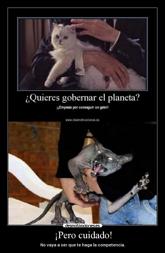 carteles maldad dominacion mundo planeta mal gato villano demonio competencia poder riqueza desmotivaciones