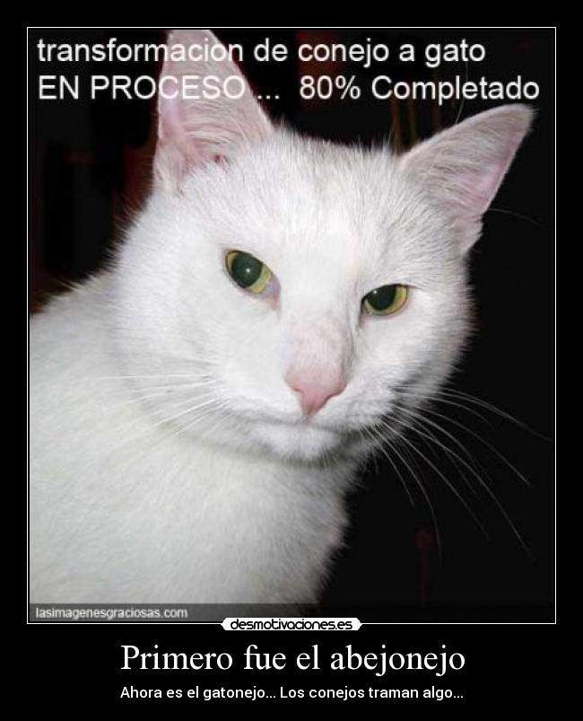 Primero fue el abejonejo - Ahora es el gatonejo... Los conejos traman algo...