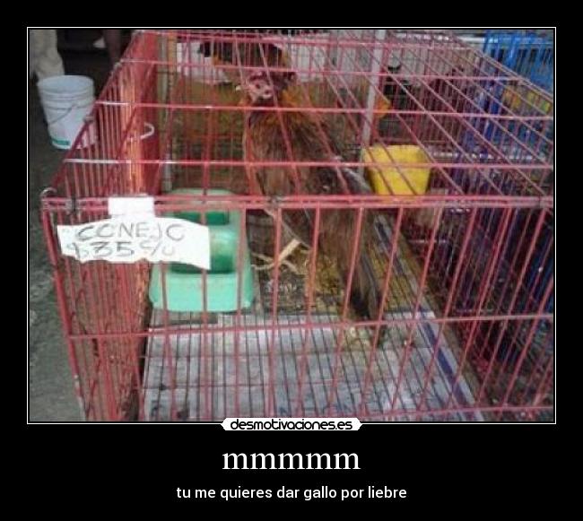 mmmmm - tu me quieres dar gallo por liebre