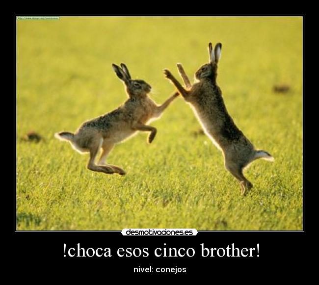 !choca esos cinco brother! - nivel: conejos