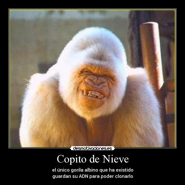 carteles gorila copito nieve albino desmotivaciones