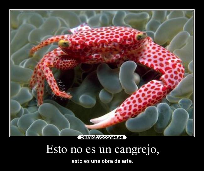 Esto no es un cangrejo, -