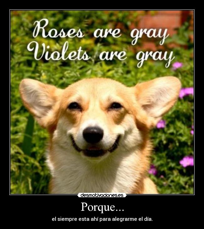 Porque... - el siempre esta ahí para alegrarme el día.