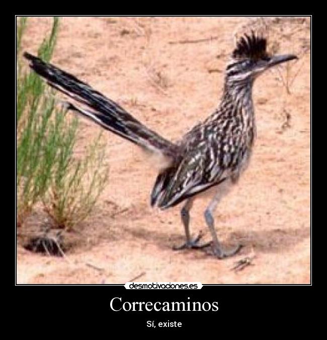 Correcaminos -