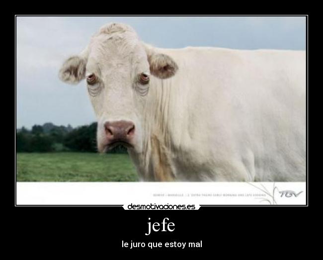jefe - le juro que estoy mal