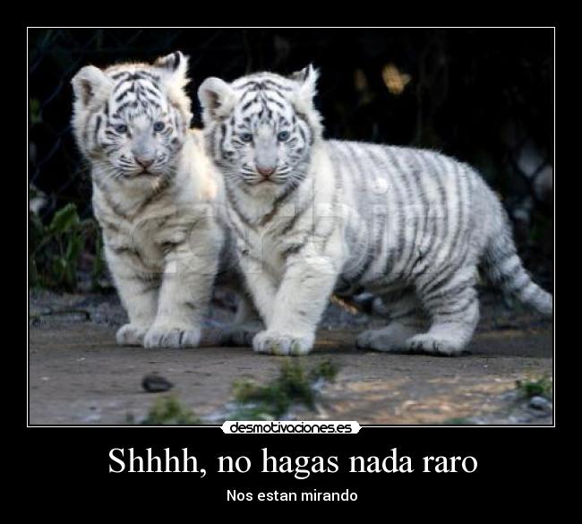 Shhhh, no hagas nada raro - Nos estan mirando