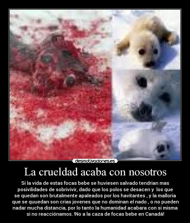 La crueldad acaba con nosotros - Si la vida de estas focas bebe se huviesen salvado tendrian mas
posivilidades de sobrivivir, dado que los polos se desacen y  los que
se quedan son brutalmente apaleados por los havitantes , y la malloria
que se quuedan son crias jovenes que no dominan el nado , o no pueden
nadar mucha distancia, por lo tanto la humanidad acabara con si misma
si no reacciónamos. !No a la caza de focas bebe en Canadá!