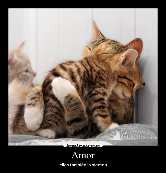 Amor -