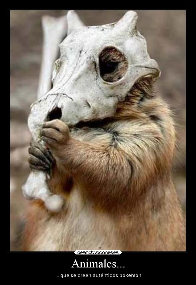 Animales... - 