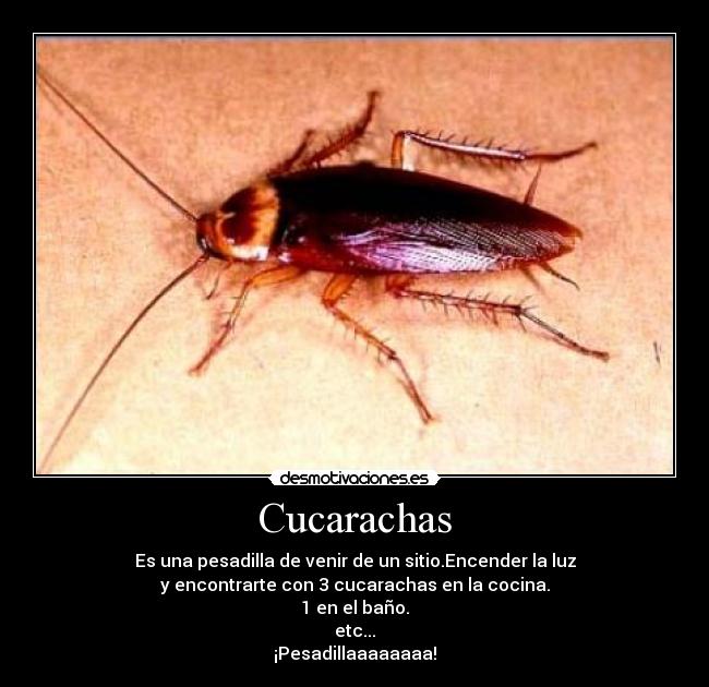 Cucarachas - Es una pesadilla de venir de un sitio.Encender la luz
y encontrarte con 3 cucarachas en la cocina.
1 en el baño.
etc...
¡Pesadillaaaaaaaa!