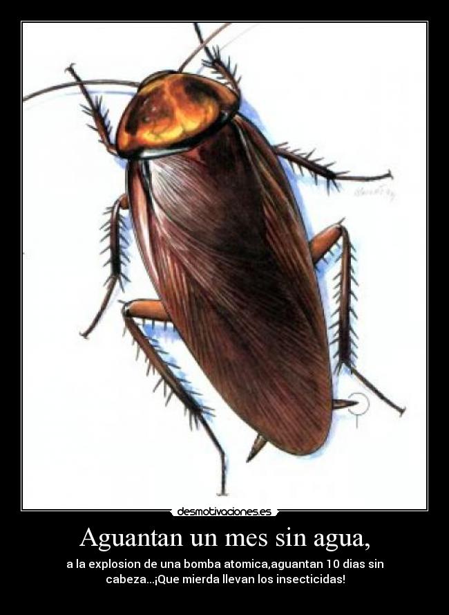 Aguantan un mes sin agua, - 