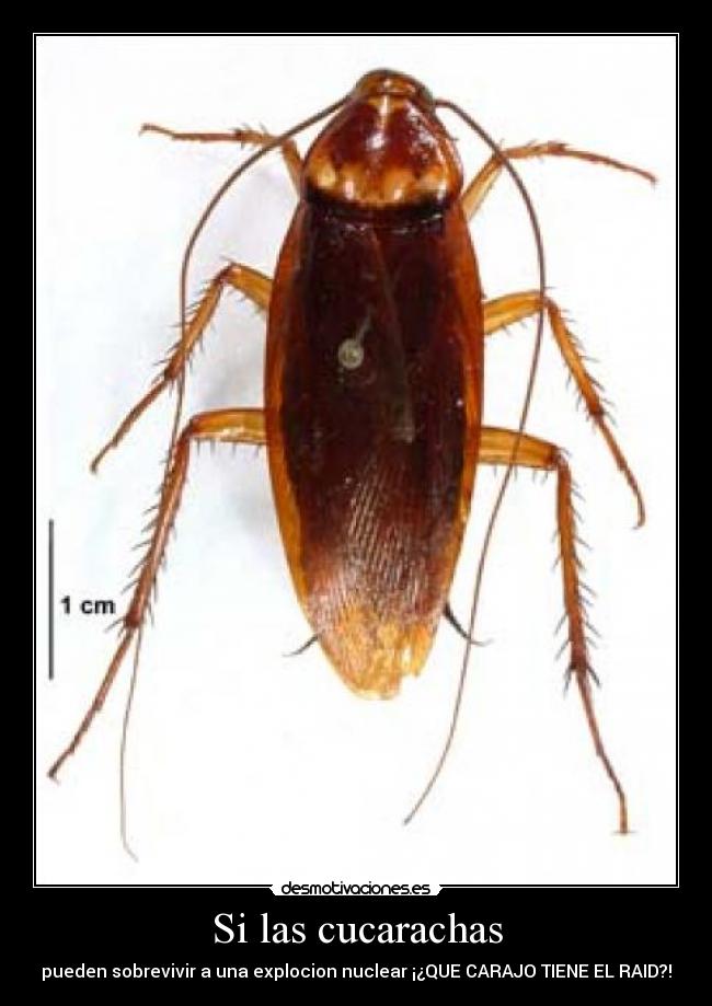 carteles cucaracha cycarachas nuclear desmotivaciones