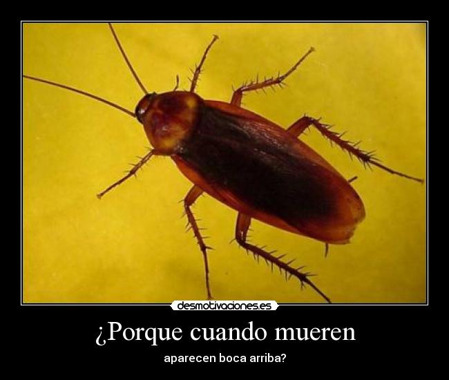 ¿Porque cuando mueren - 